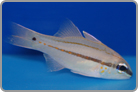 Spotted-Gill Cardinalfish?